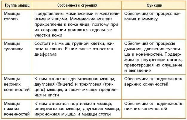 Назовите функции мышц