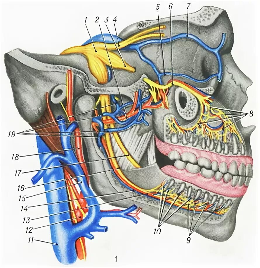 A maxillaris. Крылонебный ганглий анатомия. Иннервация нижней челюсти анатомия. Верхнечелюстная артерия топографическая анатомия. Нижнечелюстной нерв анатомия.