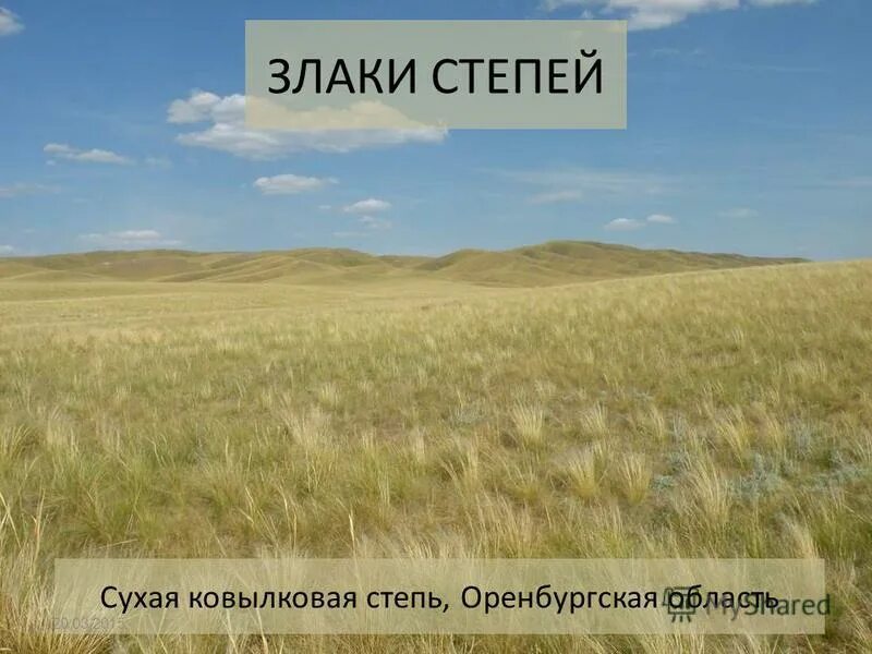 ковыль сибирский. ковыльная степь и пшеничное поле. злаки на лугу. ковыль трава степная. овсец шелля.