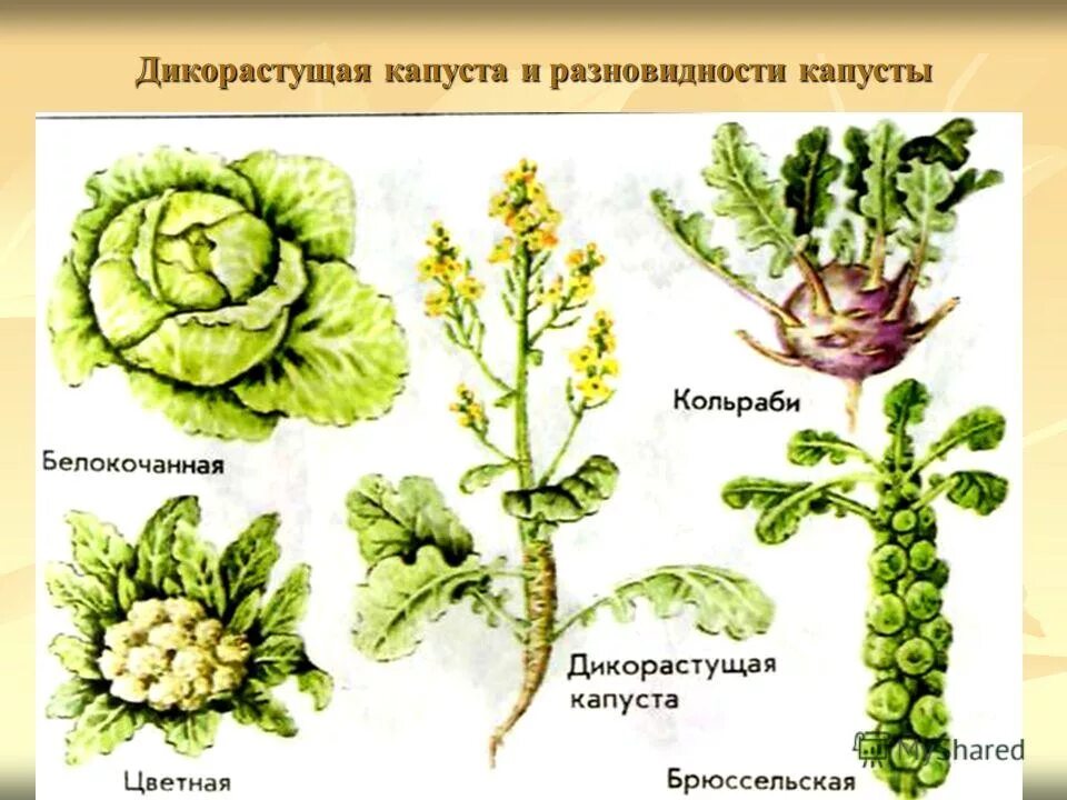 систематика капусты