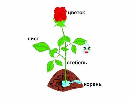 Схема растения для дошкольников