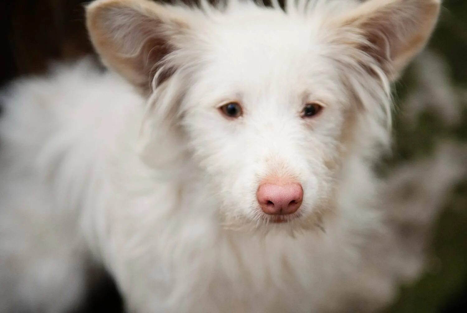 Шотландская овчарка альбинос. Лабрадор альбинос. Собака альбинос. Корги альбинос. Терьер альбинос.