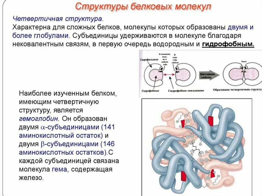 Белки строение структуры белковых молекул. Четвертичная структура молекулы белка. Четвертичная структура белковой молекулы образуется. Четвертичная структура белковой молекулы. Связи в белковой молекуле