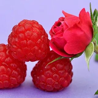 Цветок малины
