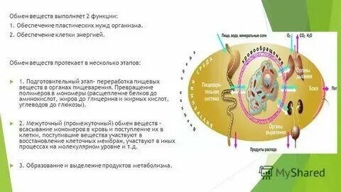 Энергетические вещества клетки