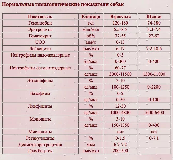 Нормальные показатели биохимии. Биохимия крови собаки норма. Нормы показателей биохимического анализа крови у собак. Показатели биохимии крови в норме у собак. Общий биохимический анализ крови норма.