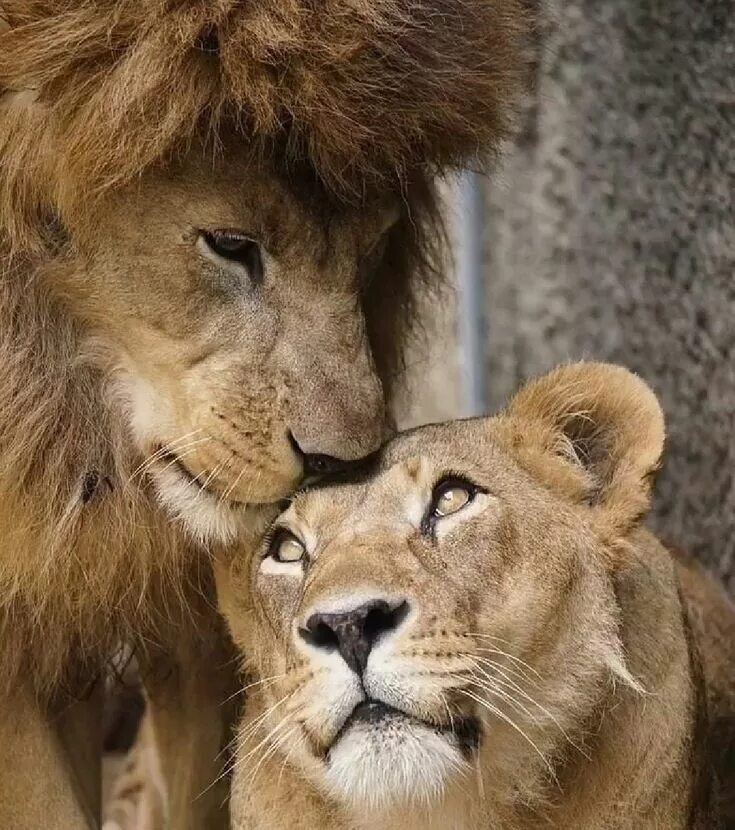 Loving lions
