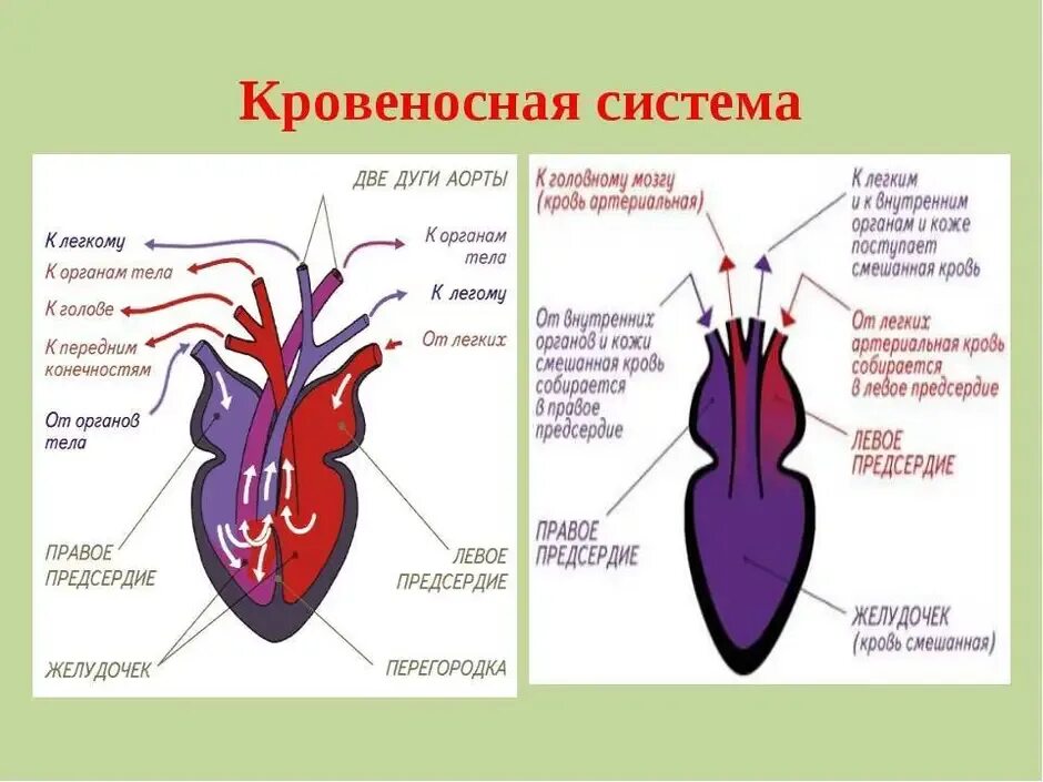 Усложнение кровеносной системы пресмыкающихся. Кровеносная система система пресмыкающихся. Кровеносная система змеи схема. Сердце змеи строение. Кровеносная система рептилий схема.