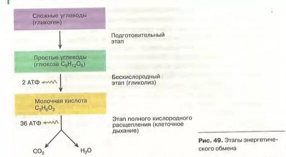 Участие кислорода в энергетическом обмене
