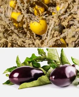 Evens fruits