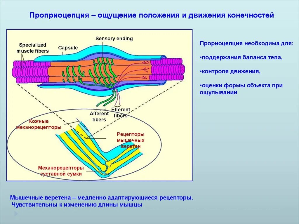 Рецепторы мышечного чувства расположены в. Проприоцепция. Проприоцептивные афферентные системы.. Проприоцептивной. Проприорецептивное чувство.