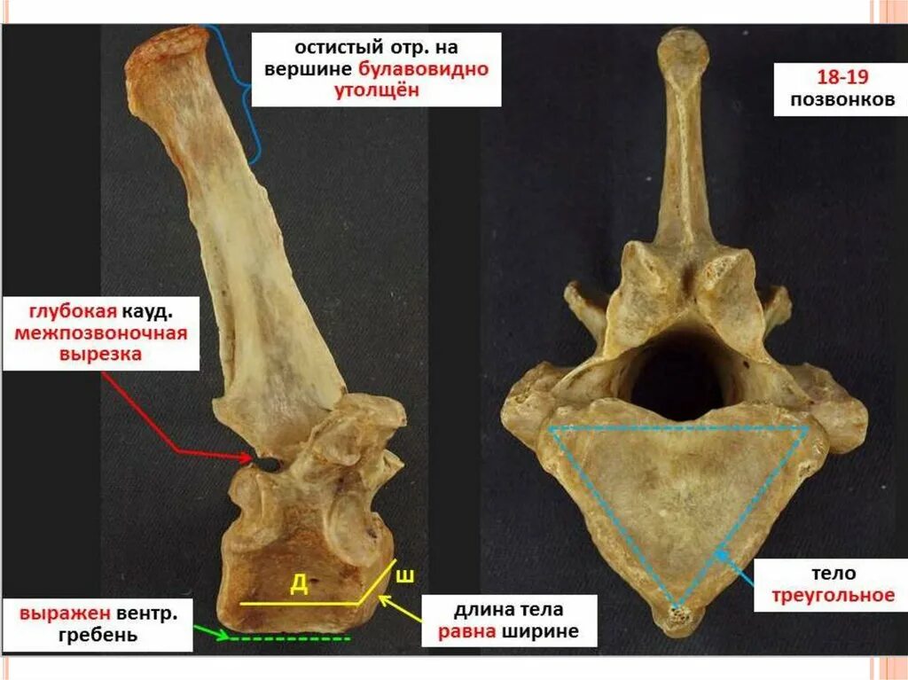 Строение грудного позвонка лошади. Строение грудного позвонка КРС. Строение грудного позвонка коровы. Поясничный позвонок коровы строение. Полная гребня