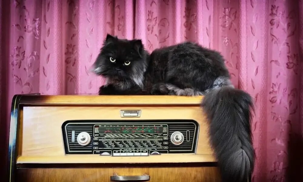 Включи кошачье радио. Радио кот. кошка и радио. с днем радио кошка. cat радио строительное.