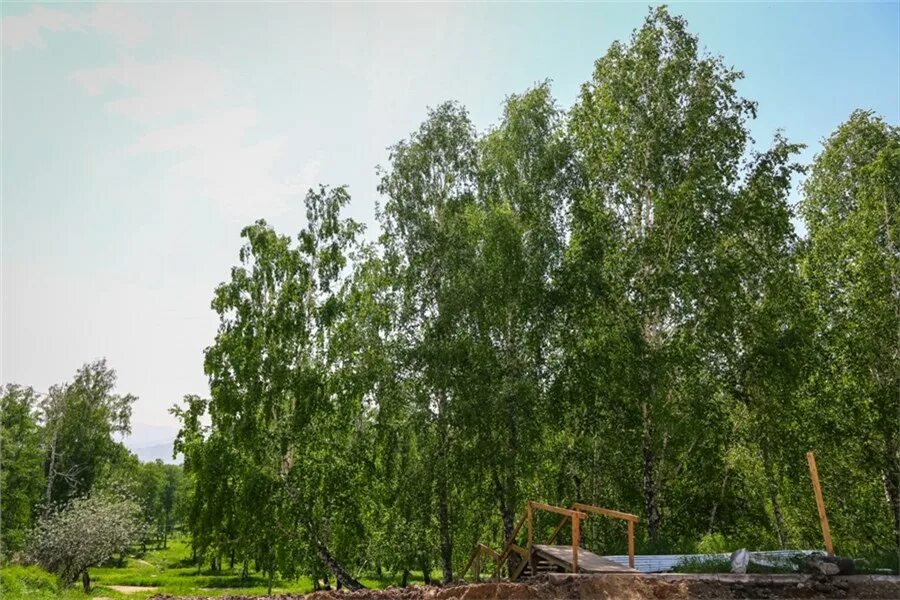 Красноярск березово. Красноярск березово. Березово-муравьиная роща красноярский край. Берёзово муравьиная роща. Береза красноярск.