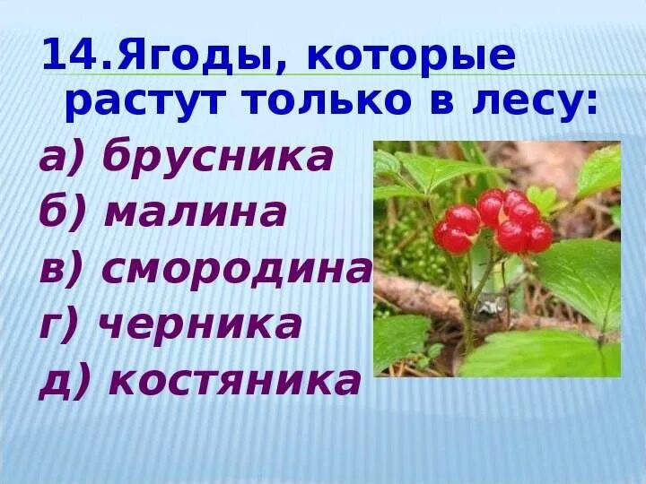 Ягодка предложение. Брусника, костяника, малина. Какие ягоды растут в лесу. Ягоды которые растут в лесу. Какие ягоды растут в лесах.