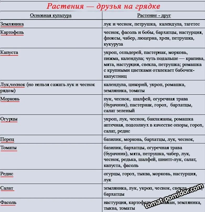 После моркови что можно сажать на следующий. После каких культур можно сажать лук. После каких культур нельзя высаживать клубнику. С чем рядом нельзя сажать клубнику. Что посадить после морковки.