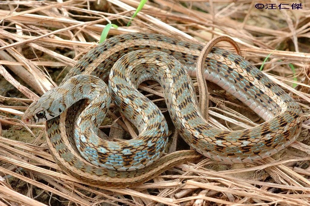 Полоз слушать. Змея полоз это уж?. Лесной полоз. Amphiesma stolatum. Полосатый Лесной уж (Amphiesma stolatum).