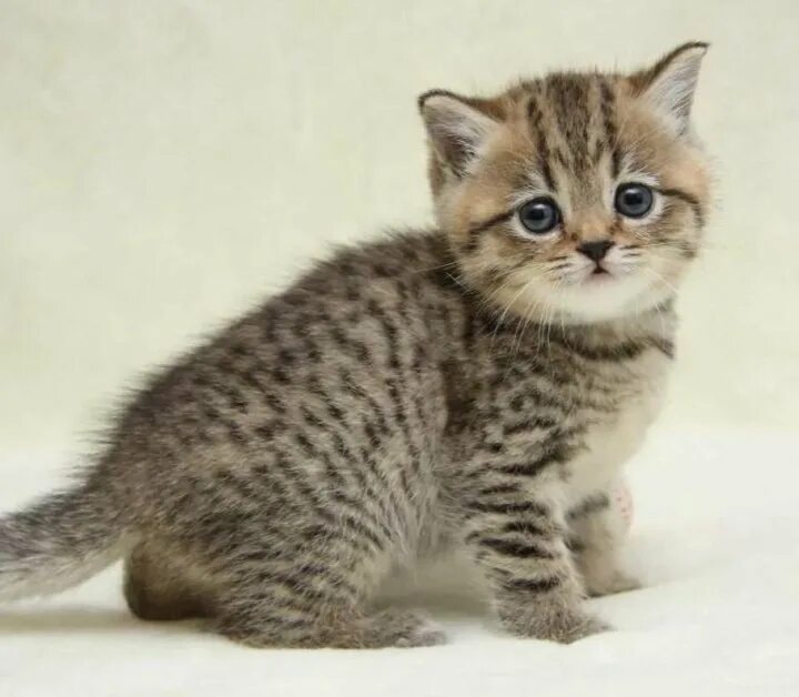 Тигровый бенгальский кот. Черноногая кошка котята. Пятнистый котенок. Леопард и бенгальская кошка. Бенгальская вислоухая кошка.