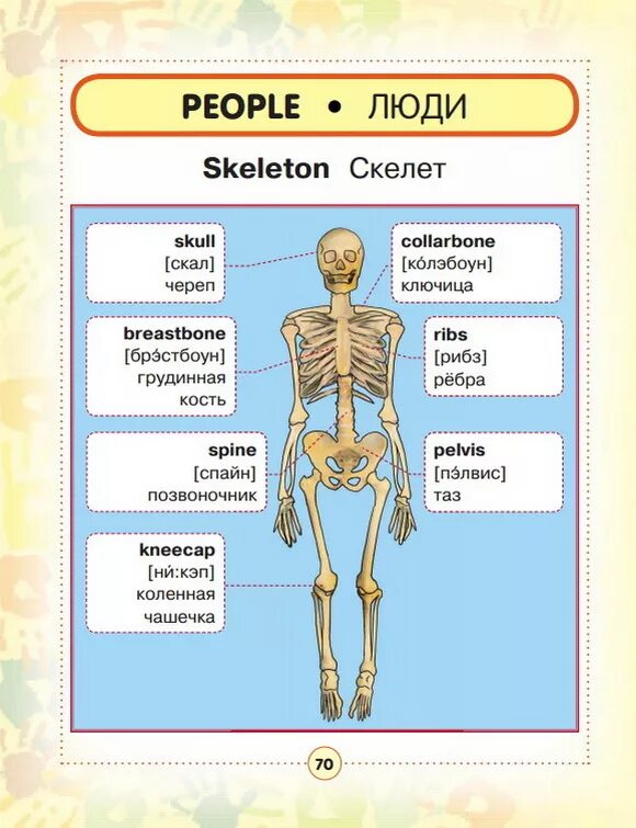 подписать кости скелета туловища. текст skeleton перевод. Upper and lower limbs. текст skeleton перевод. текст skeleton перевод.