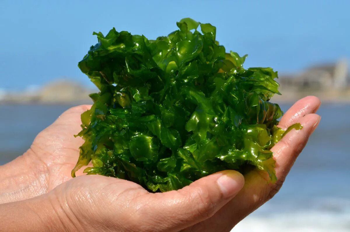 Можно ли есть морскую. Ламинария Акутус. Ульва водоросль. Ульва морская капуста. Ламинария зеленая водоросль.