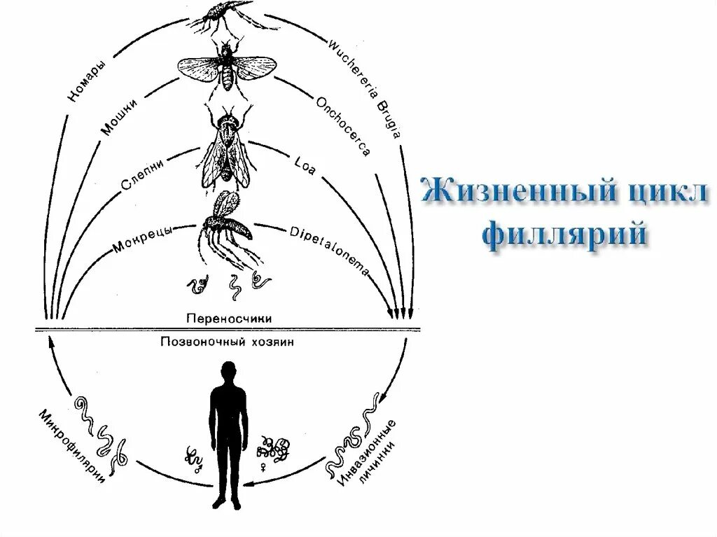 Угрица кишечная жизненный цикл кратко. Острица детская жизненный цикл. Жизненный цикл трихинеллы спиральной.