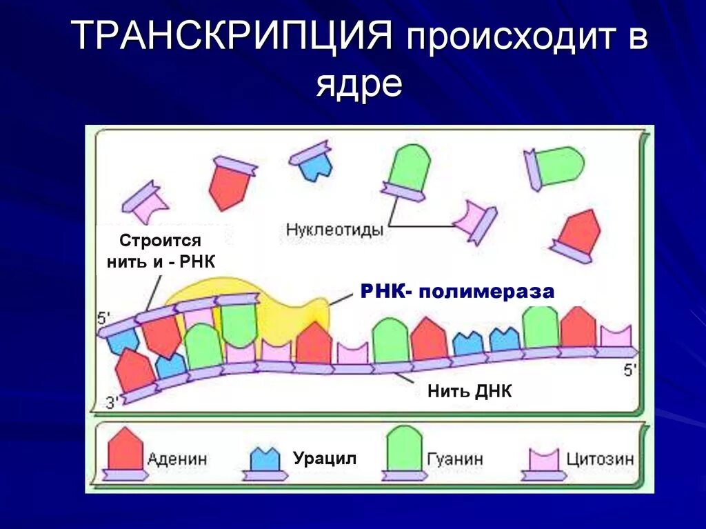 Как происходит транскрипция. Транскрипция происходит в. Транскрипция биология. Процесс транскрипции осуществляется в. Описание процесса транскрипции