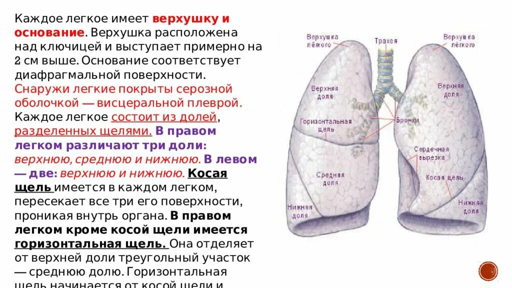 Хвостовой отдел легких