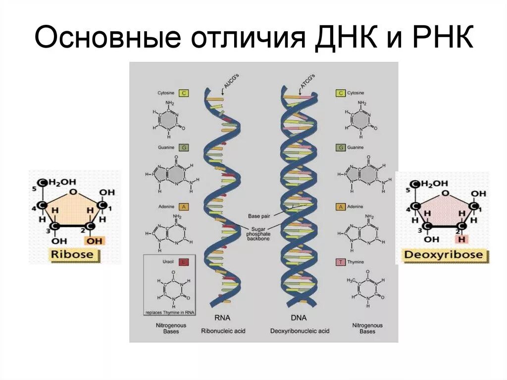 Образование новой днк. Структура ДНК И РНК. Различия первичной структуры ДНК И РНК. Схема сходства и отличия ДНК И РНК. Отличия нуклеиновых кислот ДНК И РНК.