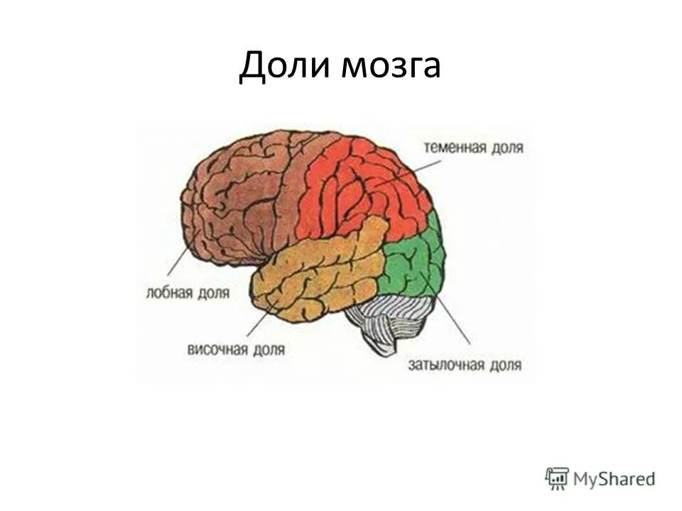 Перечислите доли головного мозга. Доли головного мозга. Доли полушария головного мозга. Большие полушария головного мозга. Доли головного мозга схема.