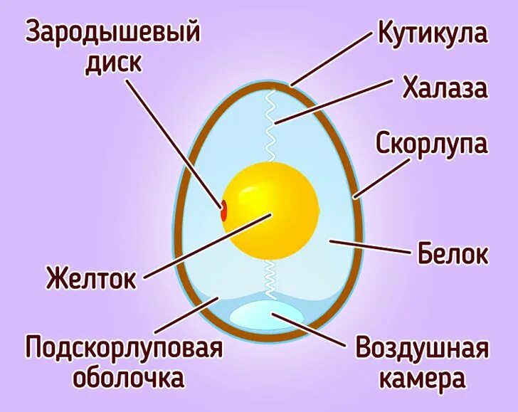 Функция желтка. Желток белок строение яйца. Строение яйца кутикула. Строение яйца зародышевый диск. Из чего состоит яйцо.