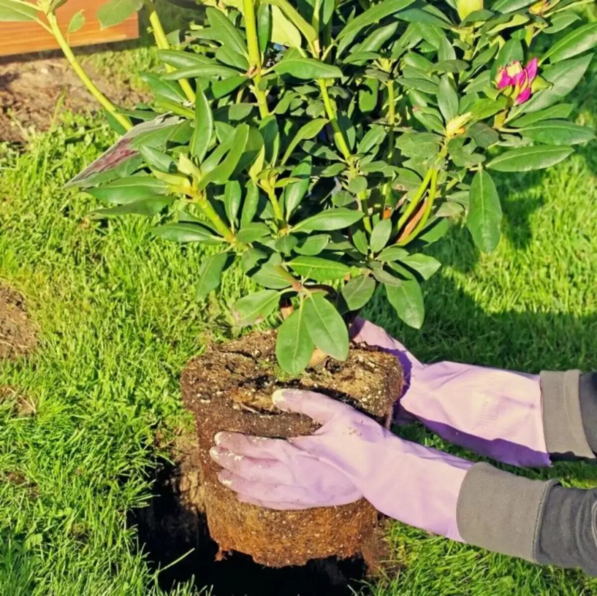 Уход за рододендроном весной после зимы. Мульча для рододендрона. Приствольный круг рододендрона. Рододендрон садовый посадка. Рододендрон мульчировать.