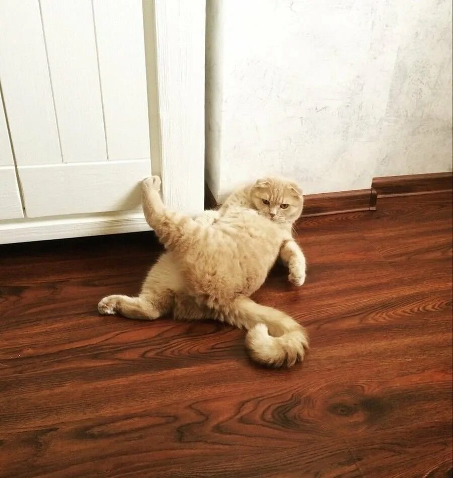 Что значит грация кошки. Кошачья грация. грациозность кошки. грация картошки. грация кошки картошки.