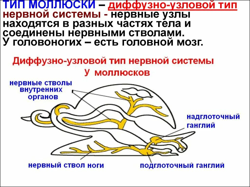 Имеет разбросанно узловую нервную систему. Типы нервной системы Узловая трубчатая. Моллюски строение нервной системы. Нервная система диффузно-узлового типа. Диффузно Узловая нервная система.