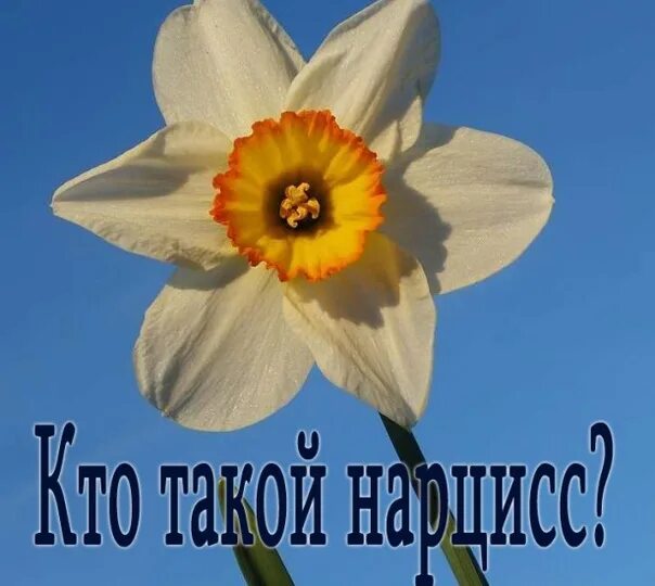 Проблемы нарциссов. Нарциссы фото. нарцисс человек. нарцисс известные люди. про людей нарциссов.