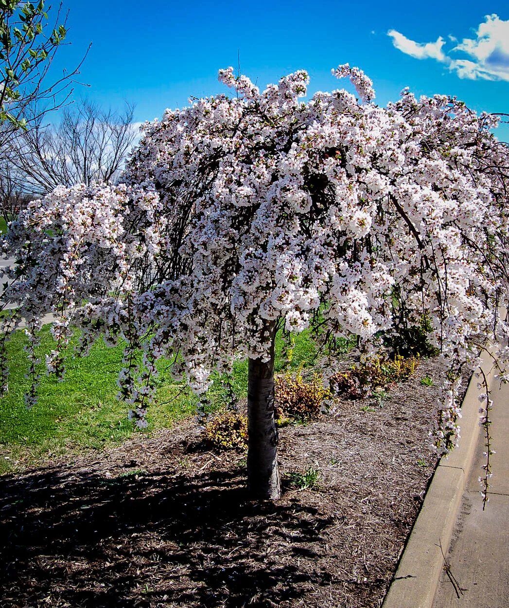 Сакура в подмосковье. Вишня Prunus Snow Fountains. Яблоня Сахалинская Пендула. Яблоня плакучая Пендула. Сакура плакучая.