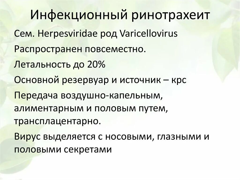 Инфекционный ринотрахеит скота. Инфекционный ринотрахеит. Инфекционный ринотрахеит КРС. Вирус инфекционного ринотрахеита крупного рогатого скота. Инфекционный ринотрахеит возбудитель.