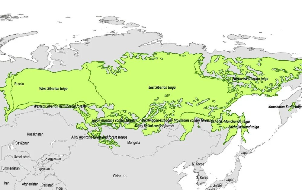 Карта России Тайга Сибирь. Америндская макросемья на карте. Северная Тайга на карте. Сибирская Тайга на карте.