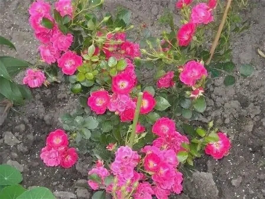 Почвопокровные розы посадка уход. Почвопокровные розы посадка уход. Почвопокровные розы посадка уход. Почвопокровные розы посадка уход. Почвопокровные розы посадка уход.