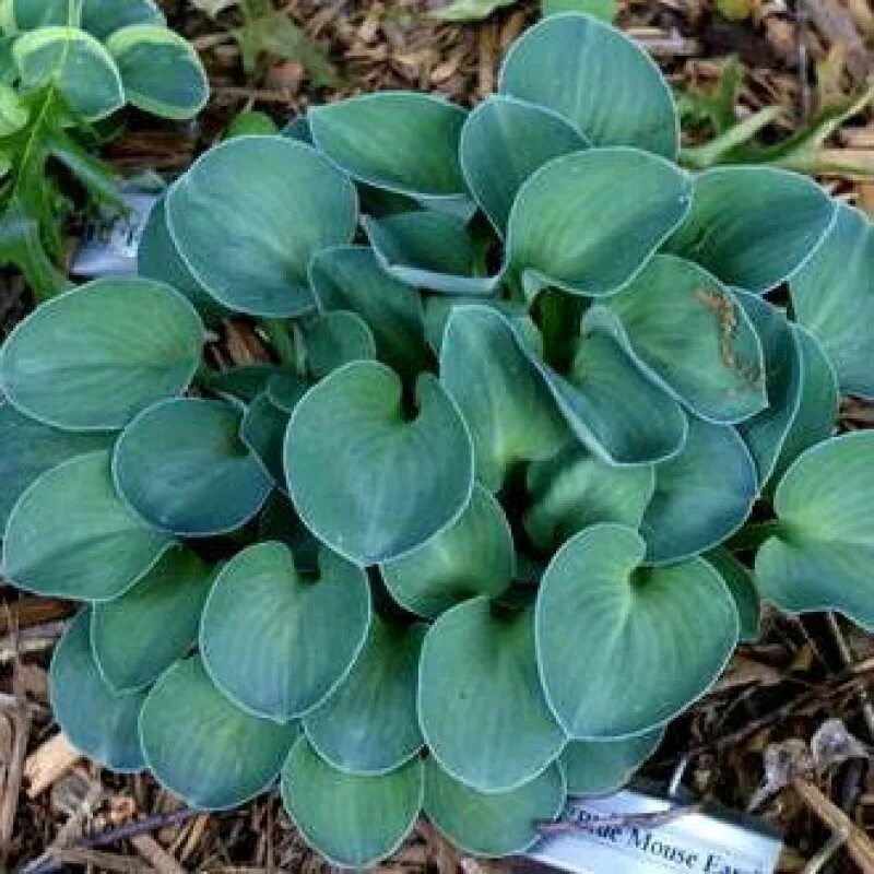 Хоста голубые мышиные ушки. Хоста blue mouse ears. Хоста ушки фото. Хоста блю маус ирс. Хоста блю маус.