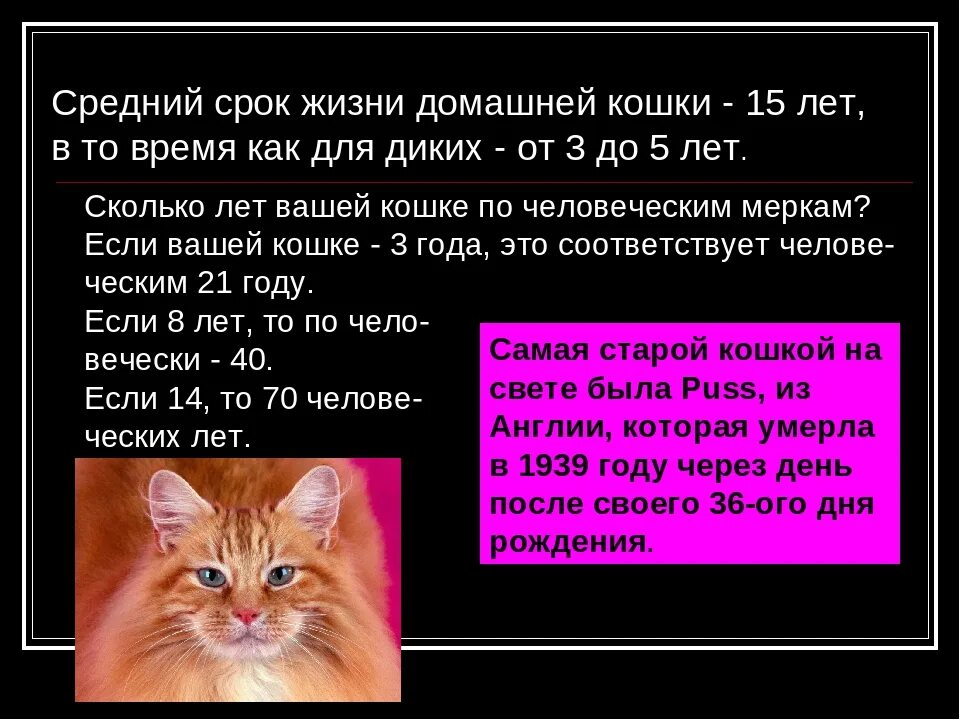 Сколько в среднем живут кошки домашние стерилизованные. Продолжительность жизни кошек. Продолжительность жизни котов домашних. Средняя Продолжительность жизни домашних кошек. Образ жизни кошек.