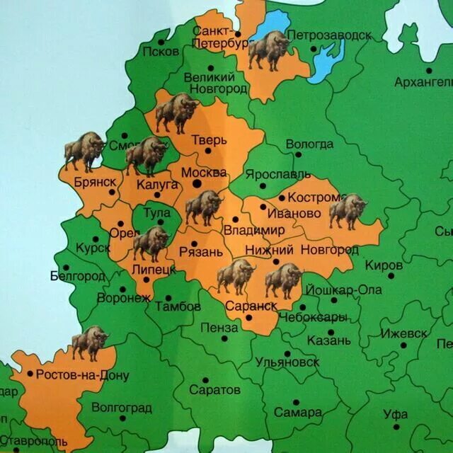 Овцебык ареал обитания. Зубр ареал обитания в россии. Зубр ареал. Ареал распространения зубров в россии. Зубр ареал обитания на карте мира.