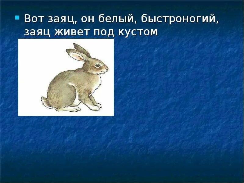 Заяц живет под кустом. Презентации на тему Дикие животные заяц. Где живет заяц. А вот и заяц. Зайцы живут под