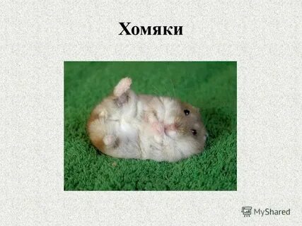 Хомяк вышли карты