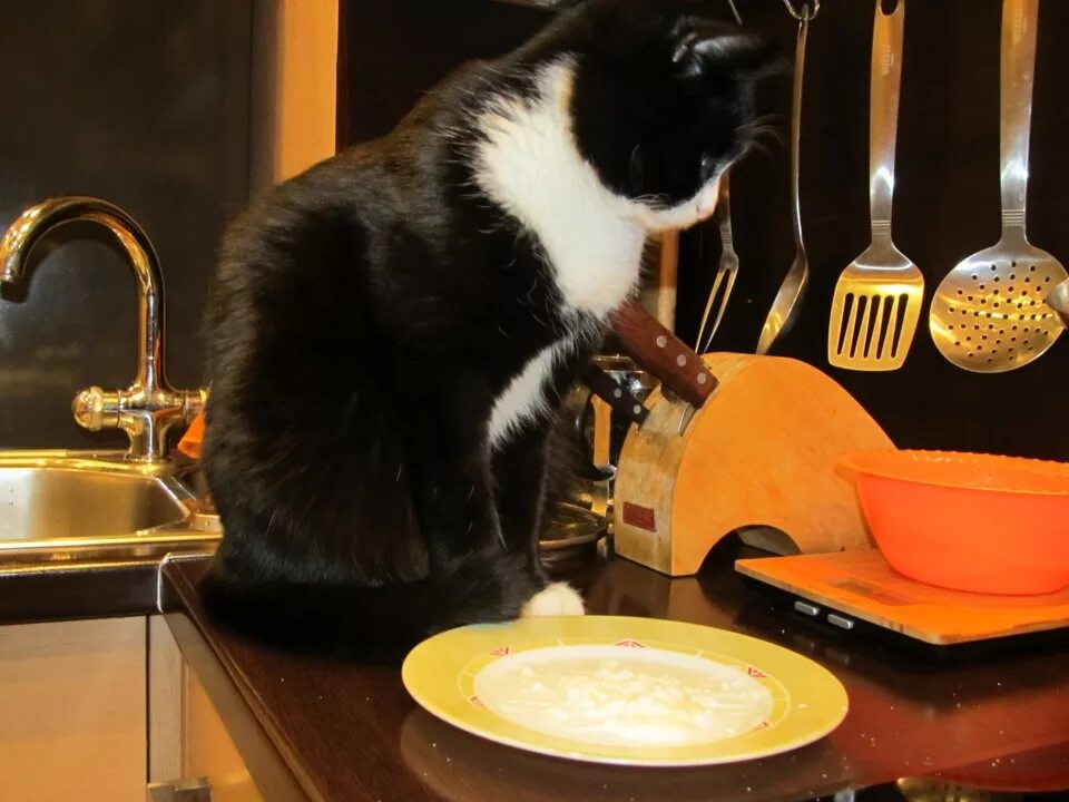 Кот готовит. Котик готовит еду. Готовка кошечки. Варят кошек