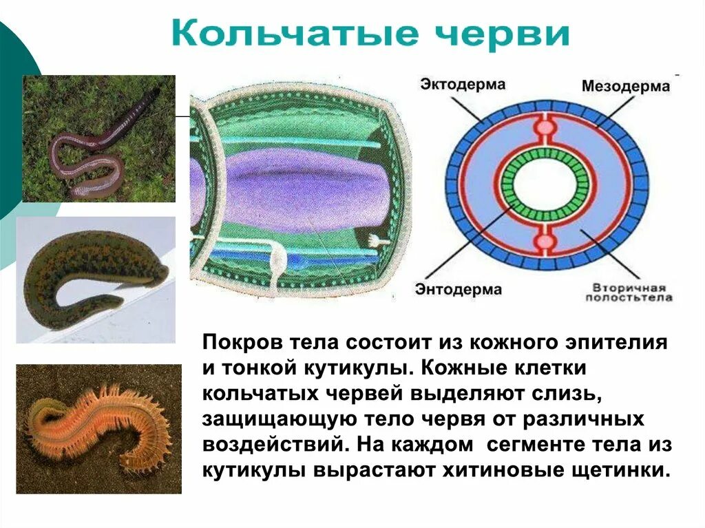 Представители первичнополостных червей. Вторичнополостные организмы. Размножение первичнополостных червей. Круглые черви Первичнополостные. Эволюция полостей тела животных