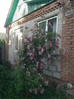 Кубань дача