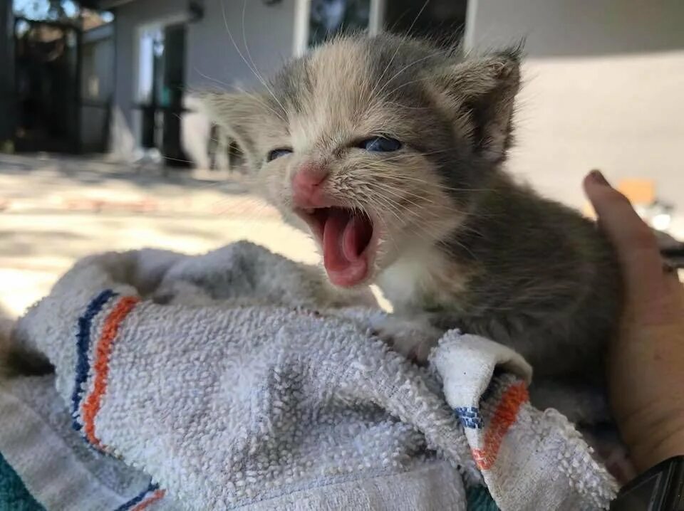 Плач котят. Kitten crying. Котята плачююю. РОФЛ маленький котенок. Плач котенка звук.