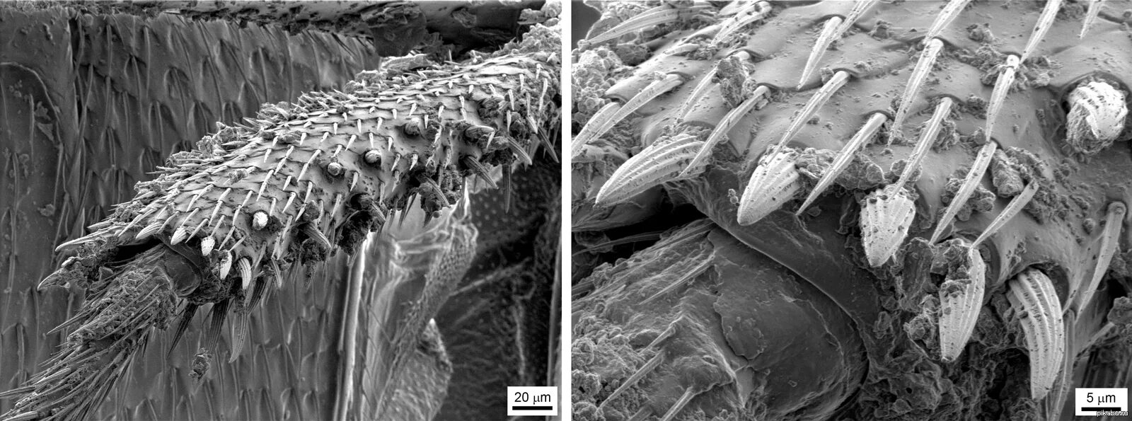 Бактерии на мухе. Электронный микроскоп снимки. Ногти под микроскопом грязь.