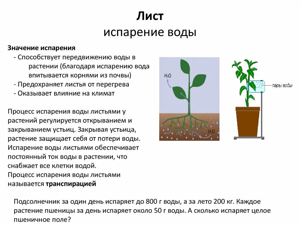 В процессе роста растений происходит выберите. Транспирация - испарение воды с поверхности листа. Транспирация – процесс испарения воды листьями.. Процесс испарения листьями растений. Испарение воды растениями транспирация.