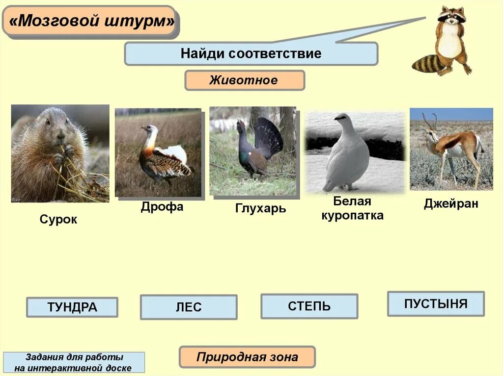 Степь тайга лемминг лиственница бурый медведь типчак. Растения и животные степи. Животные зон. Природные зоны России задания. Животный мир природных зон.